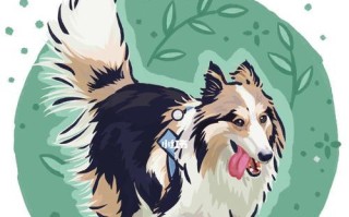苏格兰牧羊犬养护指南（宠物爱好者必看，让你的苏牧更健康快乐）