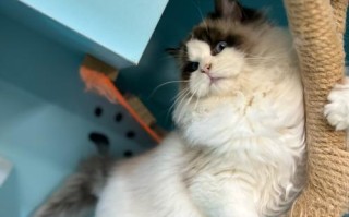 布偶眼睛为何不再蓝亮如初？（探寻布偶猫眼睛变色的原因与解决方法）