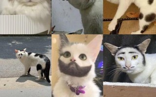 土猫为什么那么丑？（揭秘土猫长相背后的原因）