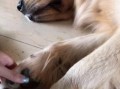 如何正确为金毛犬剪指甲（宠物健康必知，从指甲开始）