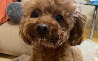 泰迪犬10斤以内属于什么型？（探讨泰迪犬体重分类及特点）