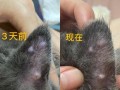 猫咪耳朵肉疣（探讨猫咪耳朵肉疣的成因、常见症状以及有效的治疗方法）