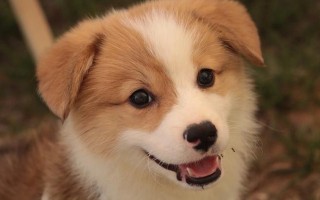 柯基犬立耳时间表（探究不同年龄柯基犬立耳的原因和技巧）