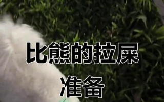 如何解决比熊拉屎后屁股脏的问题（养狗人士必读，教你轻松应对比熊拉屎后的卫生难题）
