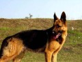 以德国牧羊犬为主的诱导训练（如何通过诱导训练使你的宠物德国牧羊犬变得更加听话和忠诚？）