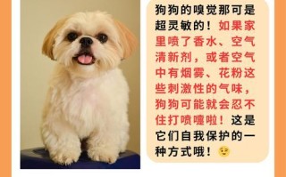 狗狗身体颤抖的原因及解决方法（了解狗狗身体颤抖的种种原因以及如何帮助他们）