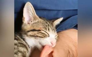 小孩被猫咬了，怎么办？（处理猫咬伤的正确方法及预防措施）