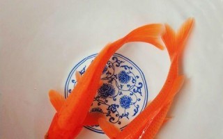 红色非洲鱼的独特之美（探索红色非洲鱼的丰富色彩与生活习性）