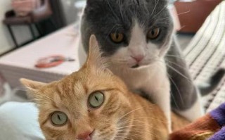 两只蓝猫会生出什么颜色的猫？（基因决定猫咪的毛色，探索蓝猫遗传学之谜）