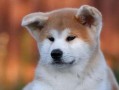 让你的“小秋田犬”成为优秀宠物的训练技巧（从小培养好习惯，让它成为你的好伙伴）
