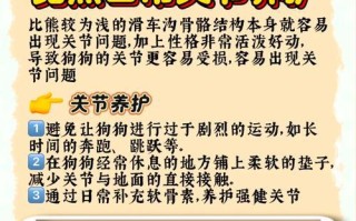 关于比熊犬的饲养心得（打造快乐的比熊犬生活）