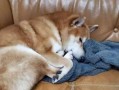 为什么柴犬会一直舔爪子？（探究柴犬舔爪子的原因及解决办法）