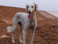 灵犬护齿攻略（如何给灵蛇犬刷牙，做好宠物口腔保健）