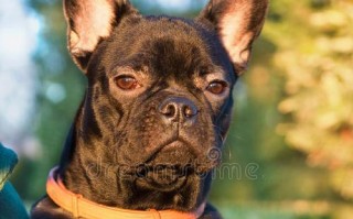法国斗牛犬常见问题解析（解答宠物主人最关心的问题）
