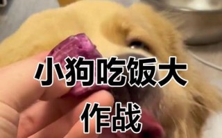 金毛犬一天吃几顿饭最佳（养金毛犬的主人必读）