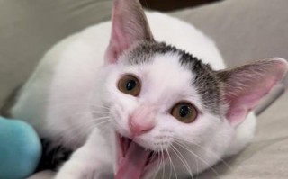 猫咪的捉迷藏游戏（聪明机灵的猫咪总能惊喜你）