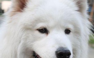 平凡中的霸气——探寻萨摩耶的巨大身躯（一米八的庞然身躯与平淡外表相映成趣）