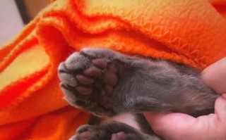 猫咪为什么总是舔自己的脚丫子？（揭秘猫咪舔脚的原因及可能存在的问题）