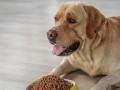训练狗狗不讨要食物（打造健康的宠物生活方式）