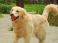 如何培养健康金毛犬（宠物主人必看，关爱你的金毛犬从养护开始）