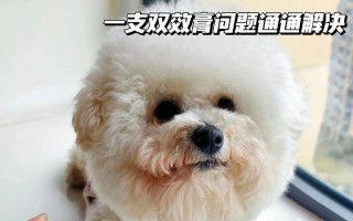 狗狗的鼻子干燥并不意味着一切正常（探索狗狗鼻子干燥的原因及应对方法）