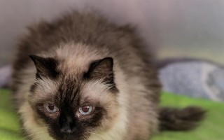 如何饲养健康的缅甸猫（掌握缅甸猫的喂养、护理和训练技巧）