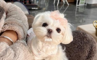 如何处理以马尔济斯犬的毛打结（为你的爱犬带来美好的毛发状态）