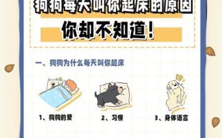 养哈士奇的必备技巧（每天要做的几件事，你做好了吗？）