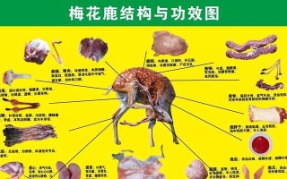 高山白腹鼠的全面饲养指南（从饲料选择到环境布置，打造最佳饲养条件）