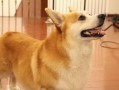 以柯基多大算成犬？（从宠物到犬的成长过程）