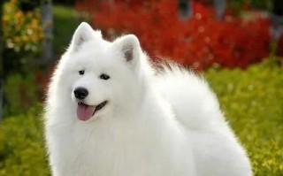 萨摩耶的饲养技巧（打造幸福萨摩耶生活，从饲养技巧开始！）