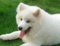 萨摩耶犬烫伤怎么办？（以宠物为主，了解如何处理狗狗的烫伤）