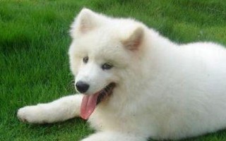 萨摩耶犬烫伤怎么办？（以宠物为主，了解如何处理狗狗的烫伤）