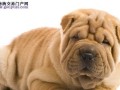 养沙皮犬的必知原则（遵循这些原则，让你的沙皮犬更健康、快乐）