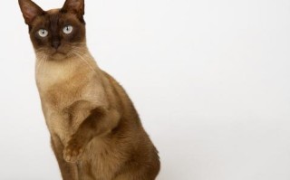 缅甸猫的饲养秘籍（打造快乐健康的宠物生活）