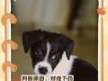 小狗不愿起床怎么办？（解决小狗懒床问题的实用方法）
