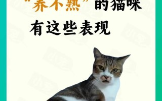 为何猫咪不爱叫？（探索猫咪性格之谜）