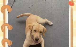 如何判断蝴蝶犬的纯度？（探寻蝴蝶犬纯不纯的关键指标）