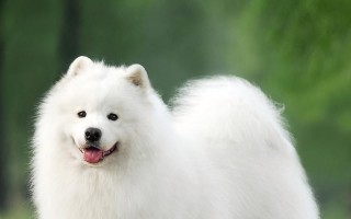 萨摩耶繁育（探索完美配对的关键要素及方法）