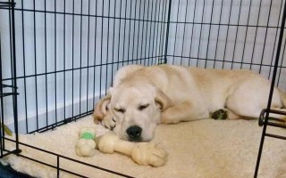 幼犬何时可以不再被笼养？（笼养派和散养派）