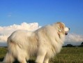 如何以经济实惠的方式喂养大型犬？（宠物饲料选择，质量与价格的取舍）