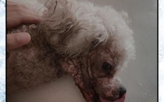 比熊换主人后适应需要多久？（探索比熊换主人后的适应过程和时间）