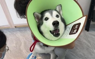 让哈士奇不叫的有效方法（培养哈士奇的行为习惯以减少叫声）