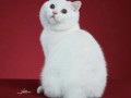 猫眼中的红色奇观（探秘天生红色瞳孔的猫）