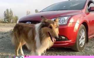 如何训练苏格兰牧羊犬握手（从宠物到伙伴，打造一只会握手的苏格兰牧羊犬）