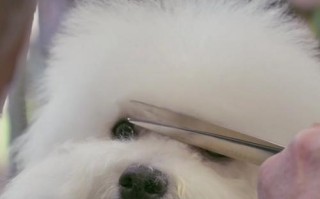 解决狗狗洗澡恐惧，让它喜欢沐浴（狗狗洗澡的注意事项及方法，让洗澡成为一种愉快的体验）