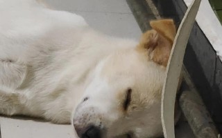 小狗为何一阵一阵地抖动？（揭秘小狗睡觉时的神秘行为）