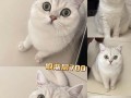 银渐层猫咪（探索银渐层猫咪的迷人魅力）