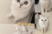 银渐层猫咪（探索银渐层猫咪的迷人魅力）
