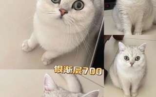 银渐层猫咪（探索银渐层猫咪的迷人魅力）